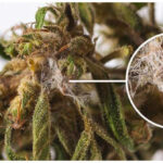 Пліснява на канабісі