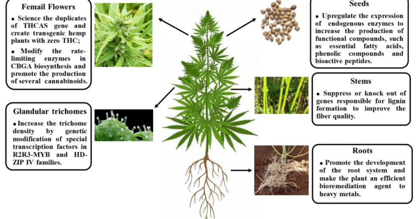 Що таке F1 гібридне насіння канабісу: генетика, особливості та переваги