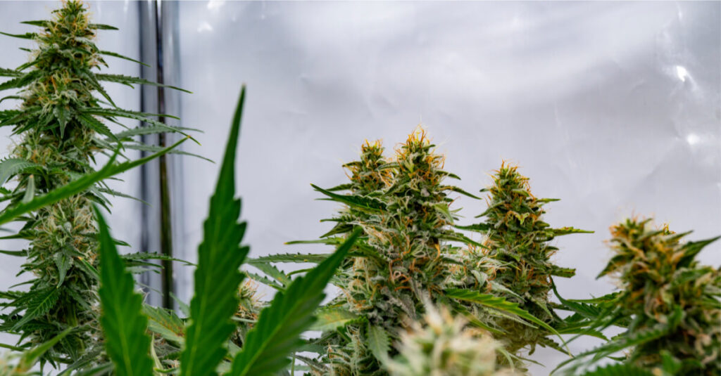 Історія автоцвітучого насіння канабісу: від рудералісу до сучасних гібридів