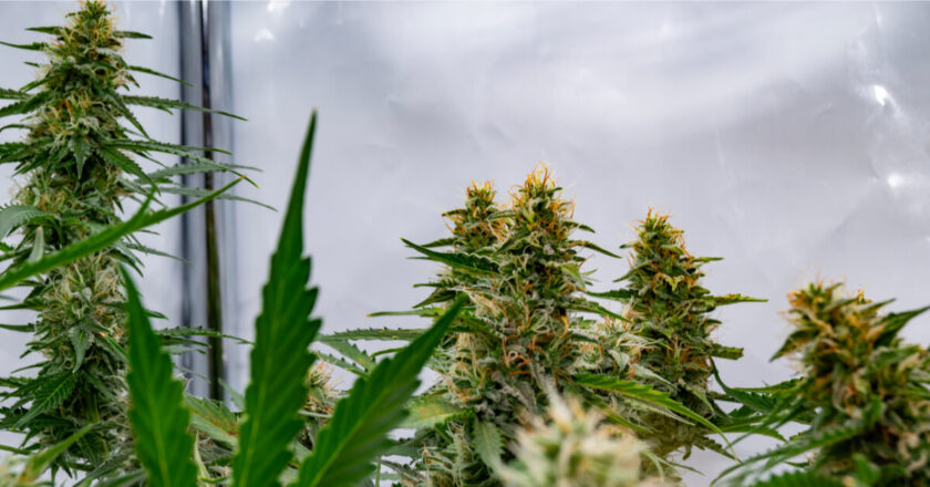 Історія автоцвітучого насіння канабісу: від рудералісу до сучасних гібридів