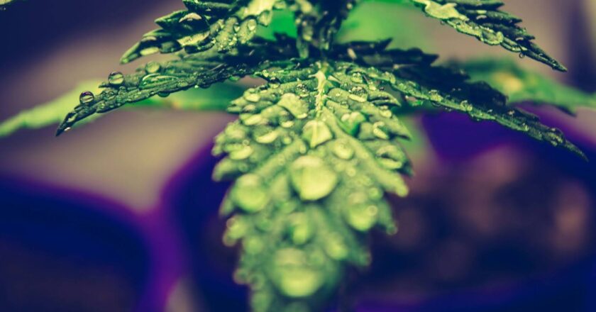 Як правильно поливати канабіс