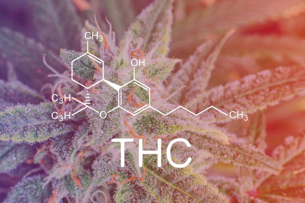 Терпени канабісу: усе, що потрібно знати про аромат, смак і властивості рослини