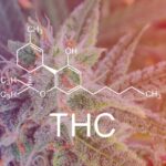 Терпени канабісу: усе, що потрібно знати про аромат, смак і властивості рослини