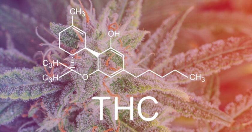 Терпени канабісу: усе, що потрібно знати про аромат, смак і властивості рослини