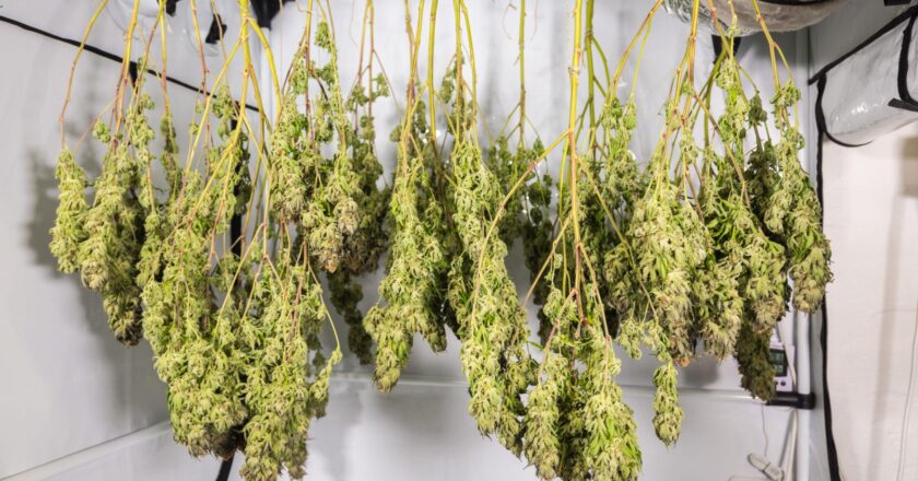 Післязбиральний етап у канабісній індустрії: якість, безпека і зберігання