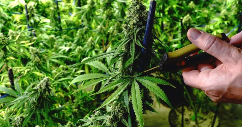 Обрізка канабісу для початківців: простий гід без зайвих помилок