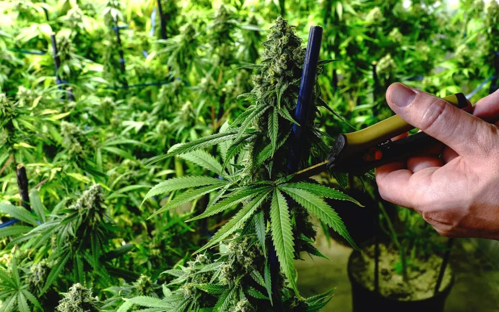 Обрізка канабісу для початківців: простий гід без зайвих помилок