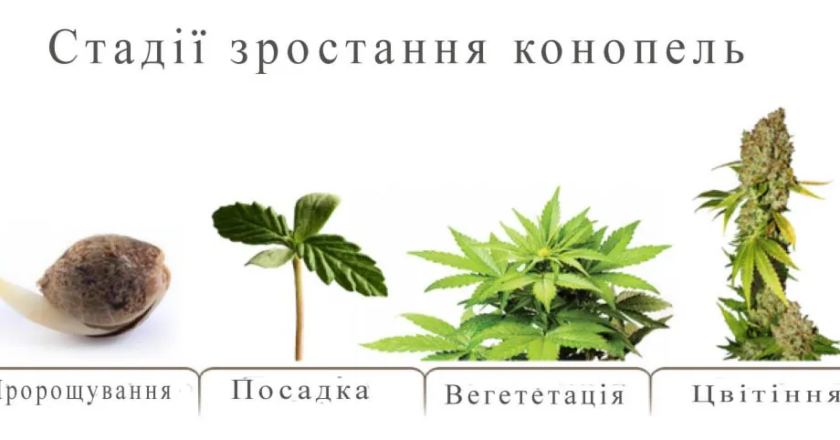 Як проростити старе насіння коноплі